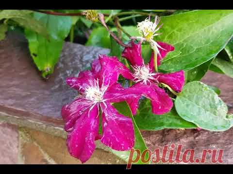 Самые НЕПРИХОТЛИВЫЕ КЛЕМАТИСЫ: обзор сортов.