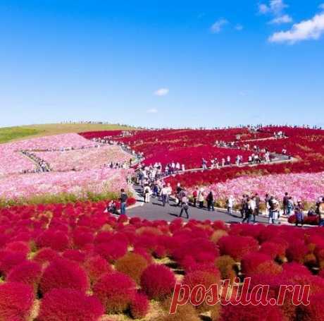 ЦВЕТОЧНЫЙ ПАРК ХИТАЧИ КАЙХИН