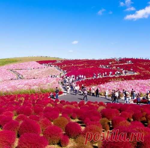 ЦВЕТОЧНЫЙ ПАРК ХИТАЧИ КАЙХИН