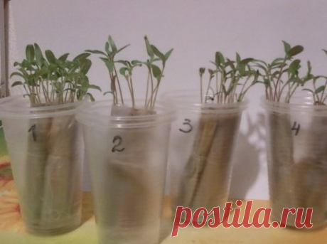 Выращиваем рассаду без земли, на полоске из целлофанового пакета 
1. Нарезаем полоски полиэтиленовой пленки (годится любая - от пакетов, остатки старой от парника): ширина 10 см, длина произвольная. 
2. На пленку укладываем полоску туалетной бумаги. 
3. Туалетную бумагу смачиваем водой. 
4. Потом раскладываем семена (цветов, помидоров, перца, баклажанов, капусты и т.д.) отступив 1 см от верха и по 2-3 см в ряду. 
5. Затем сверху кладём еще одну полоску туалетной бумаги, и поверх неё - ленту