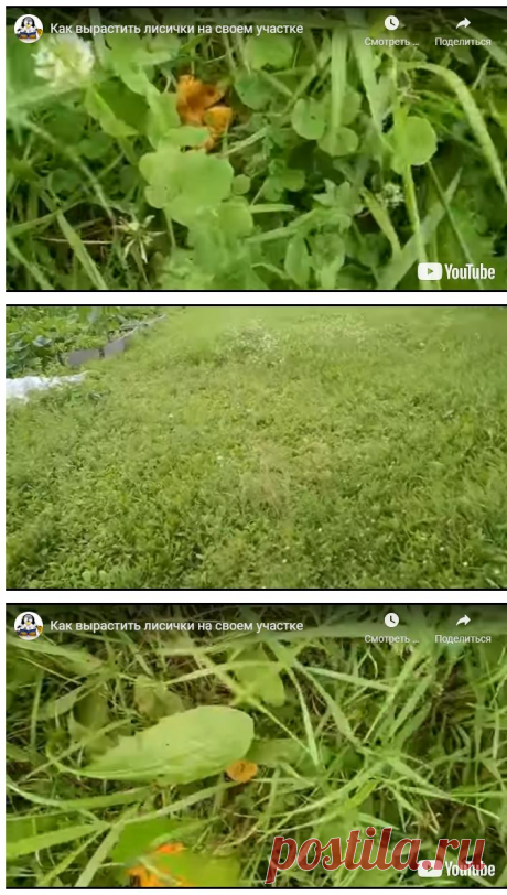 Как вырастить лисички на своем участке