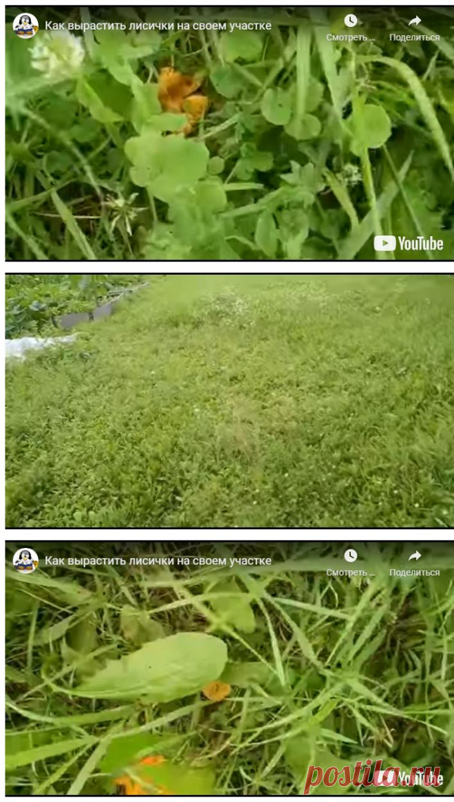 Как вырастить лисички на своем участке