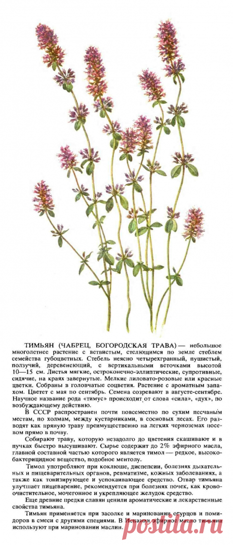 Тимьян (чабрец, богородская трава)