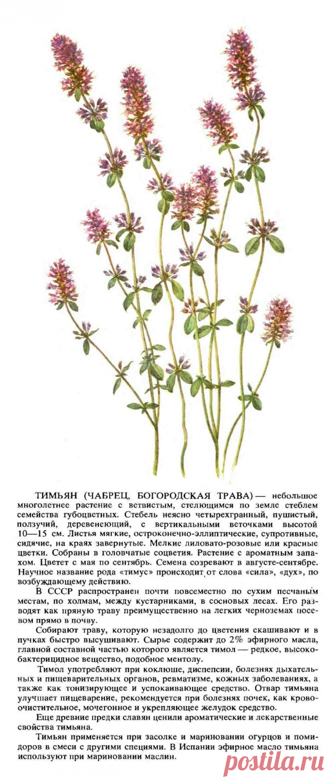 Тимьян (чабрец, богородская трава)