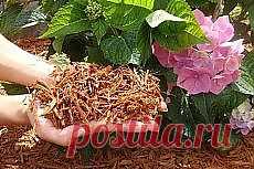 Письмо «❀ Мульчирование. Супер-маска для идеальной кожи. Органическое склеивание. Подливы к макаронам. Идеи для летней кухни. Пушистый друг дельфина // Кусочек Постилы к чаю!» — Постила — Яндекс.Почта