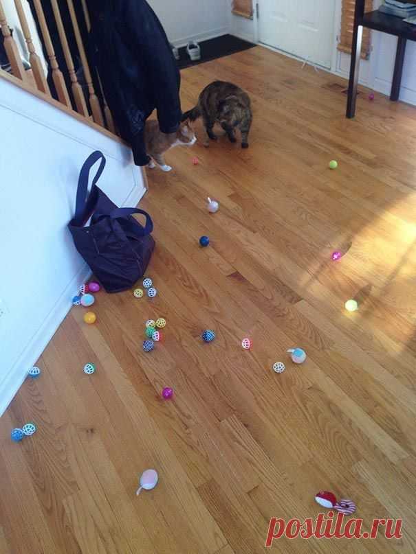 18 котов-воришек, вместе со своими сокровищами / Питомцы