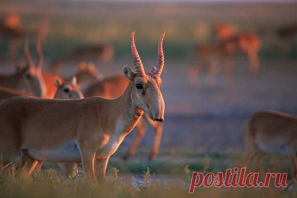 Восходящее солнце окрашивает рога уже проснувшегося сайгака в нежно-розовый оттенок. Доброе утро! Автор снимка – Владимир: nat-geo.ru/community/user/221857/