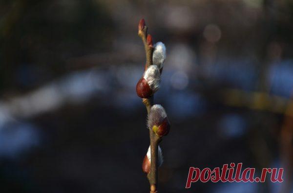 Вход Господень в Иерусалим