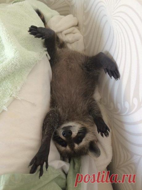 20 милейших енотов, которые никого не оставят равнодушными / Питомцы