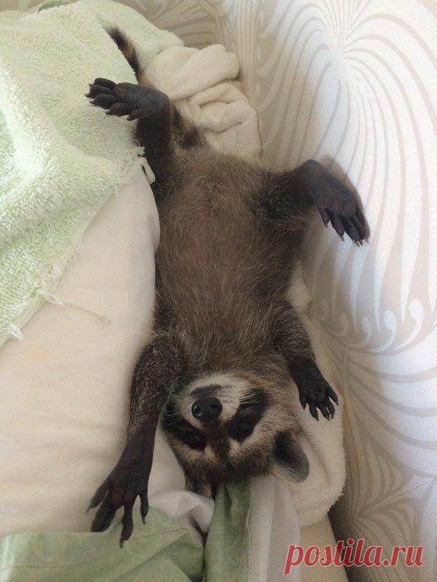 20 милейших енотов, которые никого не оставят равнодушными / Питомцы