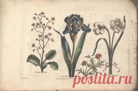 The florist, or, An extensive and curious collection of flowers, for the imitation of young ladies, either in drawing or in needle?workby A. Heckle. : Heckel, Augustin, : Free Download, Borrow, and Streaming : Internet Archive