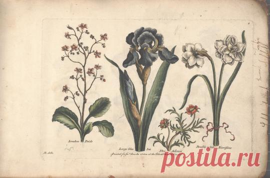 The florist, or, An extensive and curious collection of flowers, for the imitation of young ladies, either in drawing or in needle?workby A. Heckle. : Heckel, Augustin, : Free Download, Borrow, and Streaming : Internet Archive