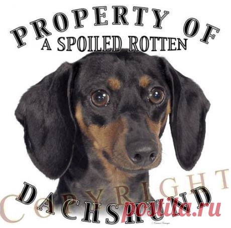 Найдено на сайте vincentstrangiostore.com.