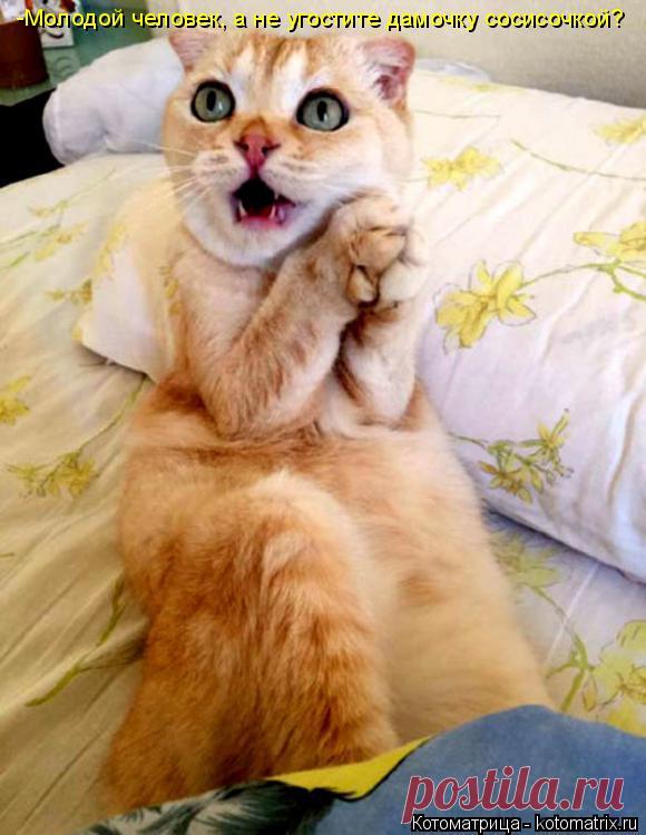 Последняя майская котоматрица