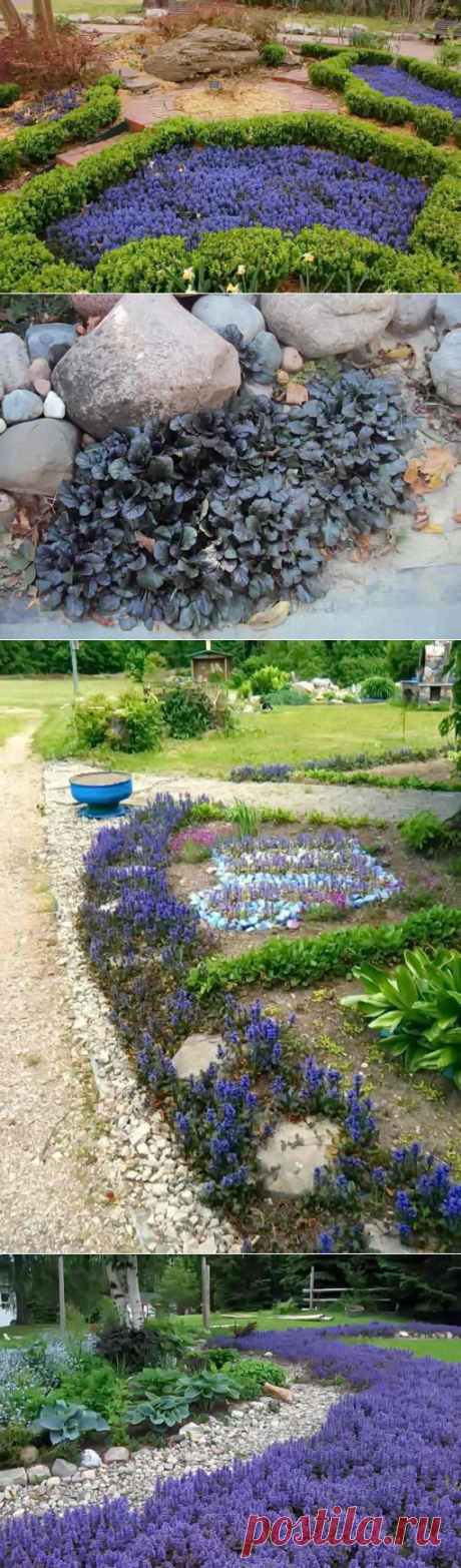 Посадка живучки ползучей, фото в дизайне участка | Дача - впрок