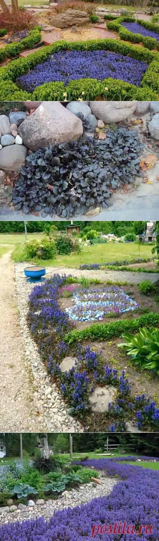 Посадка живучки ползучей, фото в дизайне участка | Дача - впрок