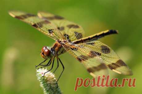 Halloween Pennant Dragonfly Celithemis eponina Taken along a grassland trail in Bronte Creek Provincial Park, Ontario.
