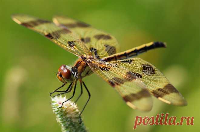 Halloween Pennant Dragonfly Celithemis eponina Taken along a grassland trail in Bronte Creek Provincial Park, Ontario.