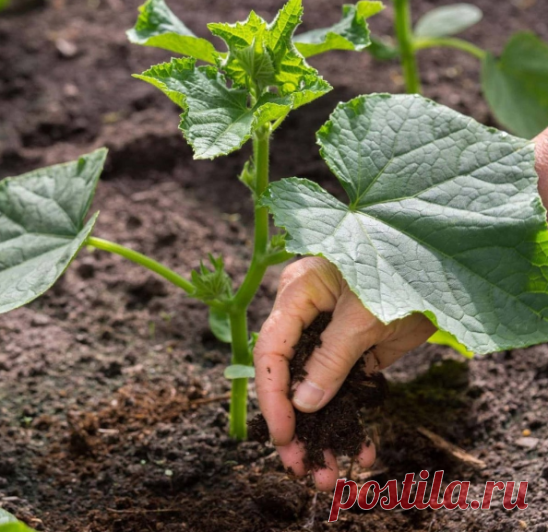 Главные подкормки для огурцов🥒

 ⃣ Дрожжевая подкормка для роста:
Растворите 10 г сухих дрожжей и 1 столовую ложку сахара в 1 литре теплой воды.
Оставьте на 3 часа в теплом месте.
Разбавьте до 10 литров и поливайте по 1 литру под каждый куст.
⃣ Азотная подкормка для листьев:
Используйте раствор куриного помета или навоза, разведенный в соотношении 1:10.
Альтернативно, настой травы или крапивы, также разведенный 1:10.
Поливайте по 1 литру под каждый куст.
⃣ Калийная подкор...