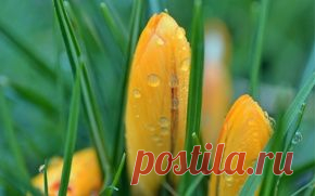 Цветы обои на рабочий стол - страница 57