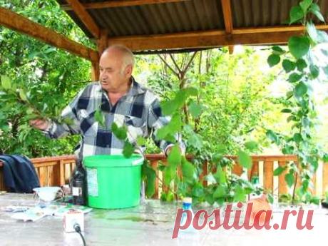 Валерий Железов о Раке яблонь. Что это? Как бороться?