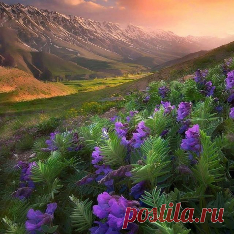 Photo by ВОКРУГ СВЕТА in Iran with @saeedyounesi. May be an image of flower, tree and nature.