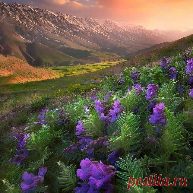 Photo by ВОКРУГ СВЕТА in Iran with @saeedyounesi. May be an image of flower, tree and nature.