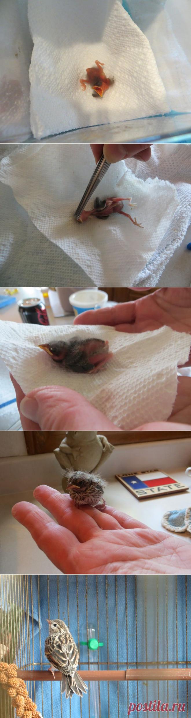 Спасение птенца, выпавшего из гнезда - Наука и жизнь