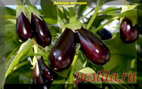 Проверенные сорта-гибриды баклажанов для получения богатого урожая и приготовления любимых блюд | Дачные истории | Дзен