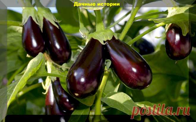 Проверенные сорта-гибриды баклажанов для получения богатого урожая и приготовления любимых блюд | Дачные истории | Дзен