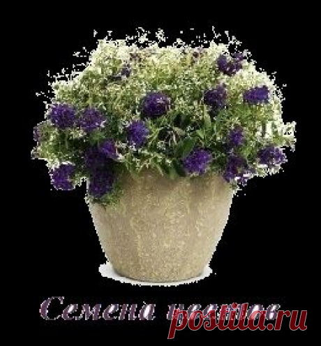 &quot;Петуния&quot;