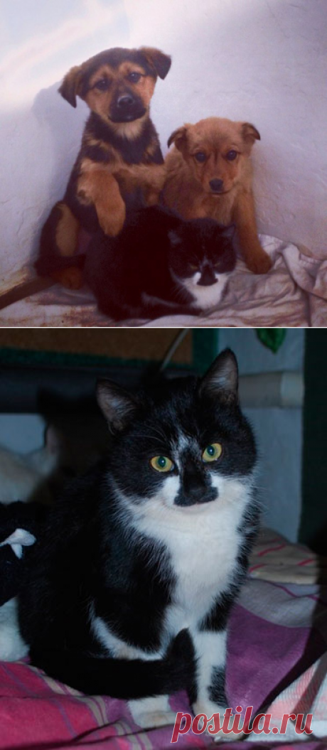 Отец-герой! Кошка, вскормившая шестерых щенков мышками, оказалась котом!