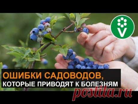 БОЛЕЗНИ ГОЛУБИКИ И СПОСОБЫ ИХ ЛЕЧЕНИЯ. Как не остаться без урожая?