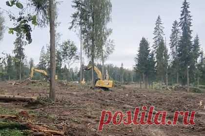 Жители Подмосковья обвинили местные власти в варварском отношении к природоохранным зонам