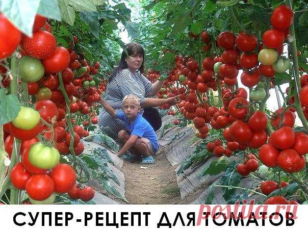 Очень эффективная подкормка!

Рецепт очень прост.
В трехлитровую банку заливаю 2,6-2,7 л воды без хлора (отстоянной), добавляю 100 г разведенных теплой водой дрожжей и 0,5 ст. сахара. 
Накрыв марлей, держу банку в тепле, время от времени взбалтывая содержимое. 
Раствор готов, когда закончится брожение.

Один стакан развожу в 10 л воды и поливаю растения по 1 л под каждый куст. 
За лето провела три таких подкормки. 

В итоге урожай мы получили отменный! 
Кусты томатов вырос...