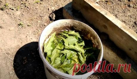 Каждый год делаю удобрение из крапивы и одуванчиков: урожай колоссальный