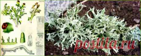 Этот уникальный организм из царства Грибов представляет симбиоз или сожительство двух разных представителей. В процессе эволюции, они слились в единый организм, который внесен в научную классификацию, как исландский мох или цетрария исладская.