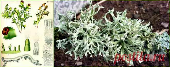 Этот уникальный организм из царства Грибов представляет симбиоз или сожительство двух разных представителей. В процессе эволюции, они слились в единый организм, который внесен в научную классификацию, как исландский мох или цетрария исладская.