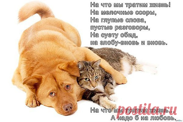 Наша жизнь, словно птица:
То паденье, то взлет.
Тихих строк вереницы
Заполняют блокнот.
Наша жизнь - лотерея:
Повезет или нет -
И судьбы акварели
Изменяют свой цвет.
То удача по встречной
Налетит, словно вихрь,
И захочешь навечно
Удержать этот миг.
То пучина обиды
Вдруг захватит тебя,
Если карты все биты,
Начинаешь с нуля.
Дней беспечных этюды -
Переливами нот...
Наша жизнь - это чудо,
Хоть порой и не мед.