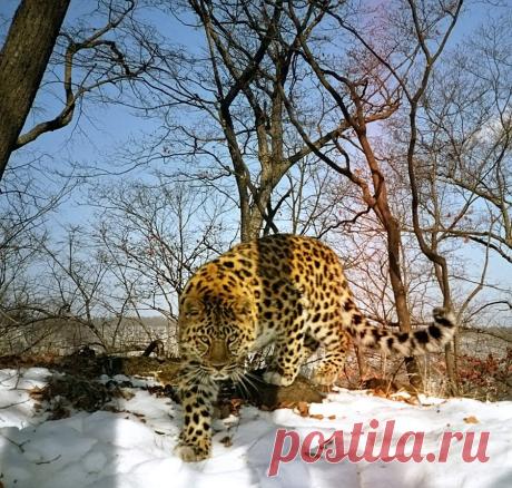 (55) Одноклассники