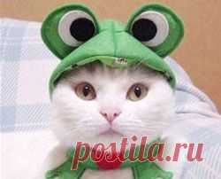 Выкройки одежды для собак - Кройка и шитьё