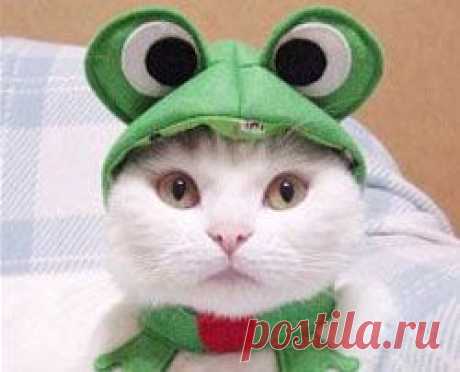 Выкройки одежды для собак - Кройка и шитьё