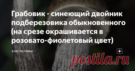 Грабовик - синеющий двойник подберезовика обыкновенного (на срезе окрашивается в розовато-фиолетовый цвет) Вспомнился один случай, о котором захотелось рассказать вам. Стоит подберезовик, на вид чистейший, с коричневой шляпкой. Но загвоздка заключается в том, что если его срезать, то место среза на глазах становится синим, а через некоторое время чернеет.