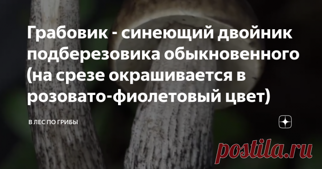 Грабовик - синеющий двойник подберезовика обыкновенного (на срезе окрашивается в розовато-фиолетовый цвет) Вспомнился один случай, о котором захотелось рассказать вам. Стоит подберезовик, на вид чистейший, с коричневой шляпкой. Но загвоздка заключается в том, что если его срезать, то место среза на глазах становится синим, а через некоторое время чернеет.