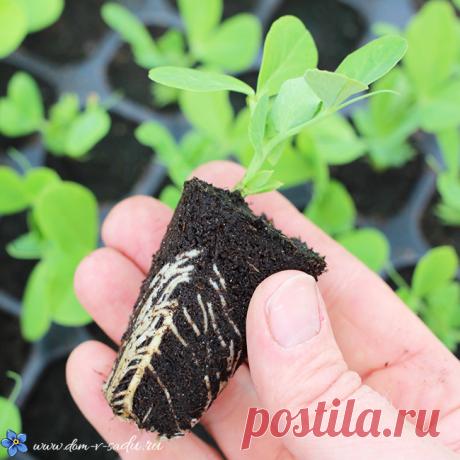 Что сажать в январе на рассаду - 16 растений, которые можно посеять уже сейчас. | Красивый Дом и Сад
