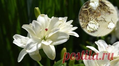 Самый простой способ размножения лилий - делением гнезда в августе-сентябре на Supersadovnik.ru