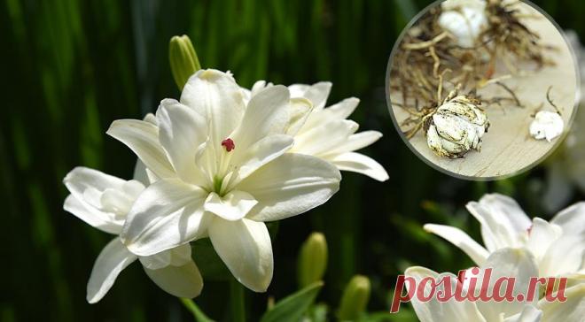 Самый простой способ размножения лилий - делением гнезда в августе-сентябре на Supersadovnik.ru