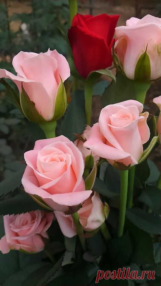 LA FLOR QUE SIEMPRE HE AMADO UNA MARAVILLA SAN SERGIO ALDANA   |  Pinterest