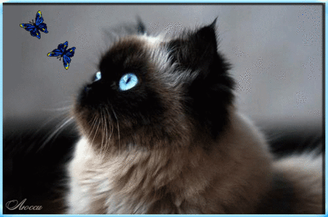 Кошка и бабочки - анимационные картинки и gif открытки