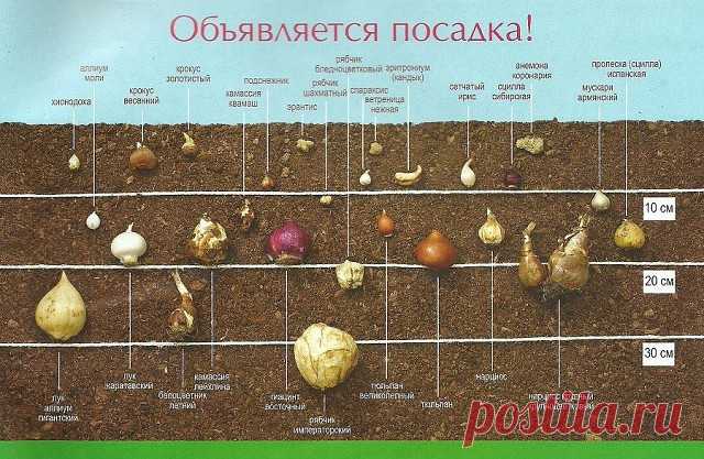 Как глубоко сажать луковичные?

Большое значение в жизни луковичных цветов имеет глубина их заделки в грунт. Крупные растения с большими луковицами сажают глубже, мелколуковичные - на меньшую глубину. 

Многие виды хорошо переносят холодные зимы, но некоторые нуждаются в тщательном укрытии, другие предпочитают перезимовать в более теплых условиях. Многое зависит и от почвы, на легких почвах посадка должна быть более глубокой, чем на тяжелых. 

Расстояние между луковицами 1...